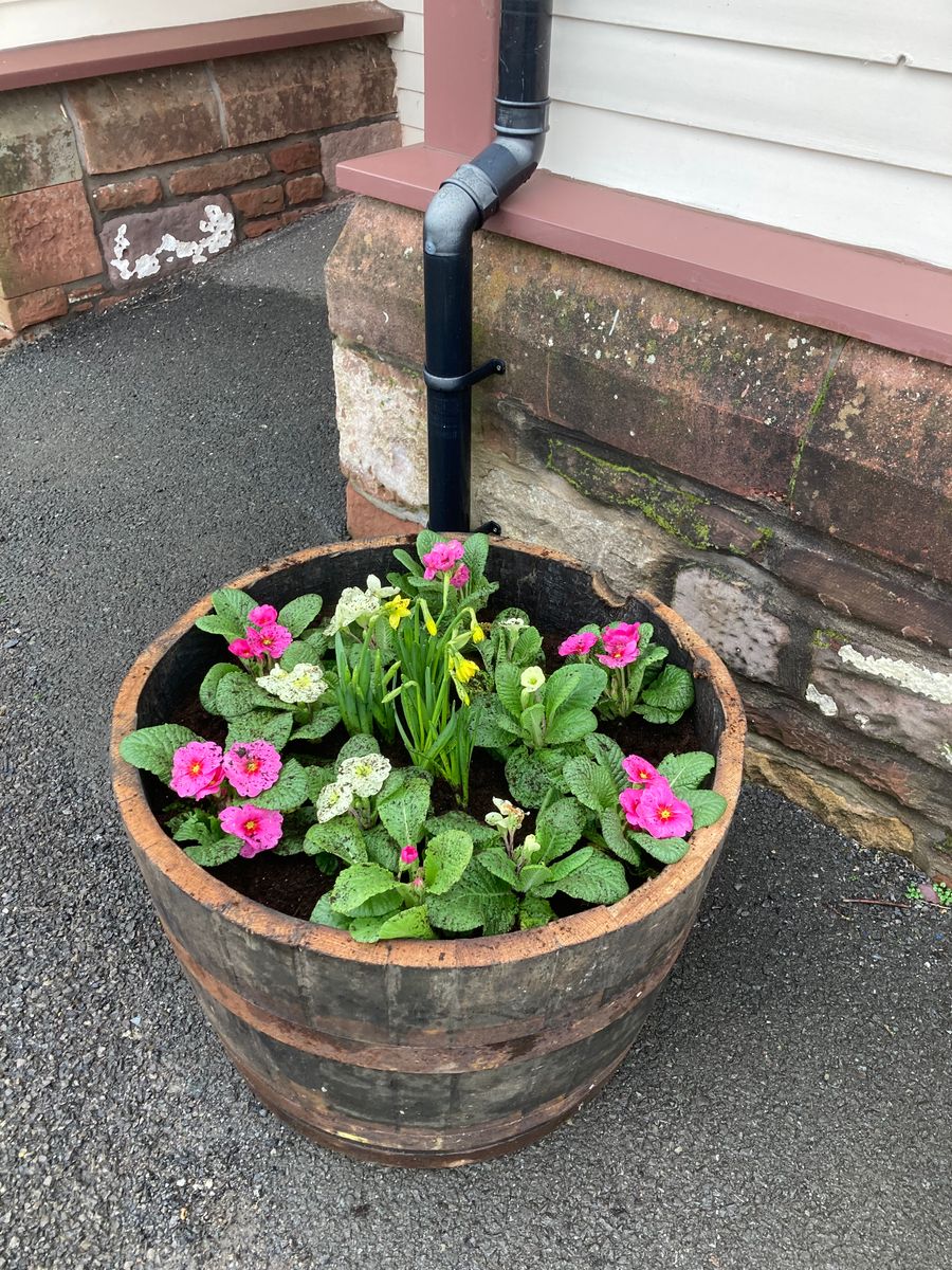 Oak Whisky Half Barrel Planters