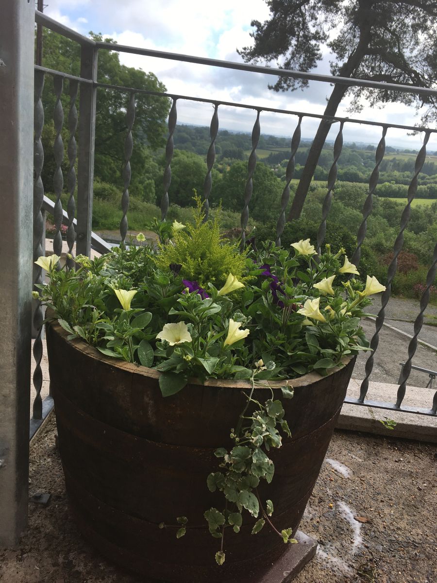 Oak Whisky Half Barrel Planters