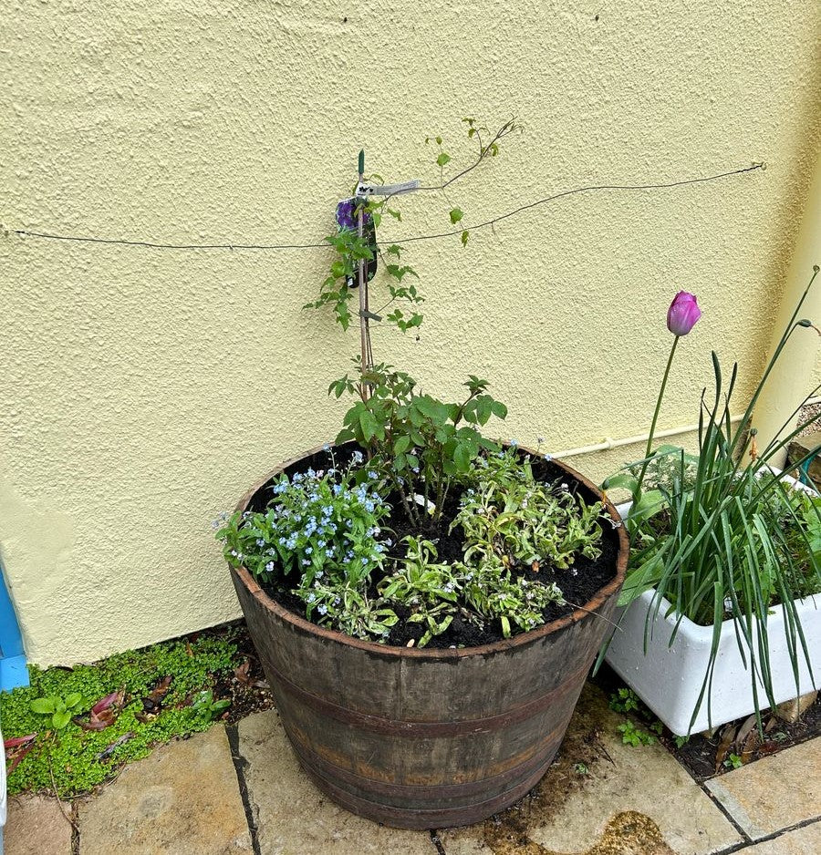 Oak Whisky Half Barrel Planters