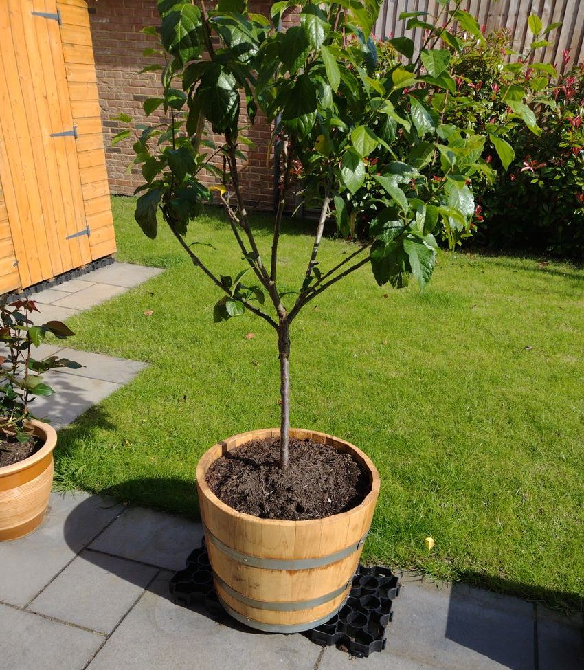 Chestnut Hardwood Half Barrel Planters