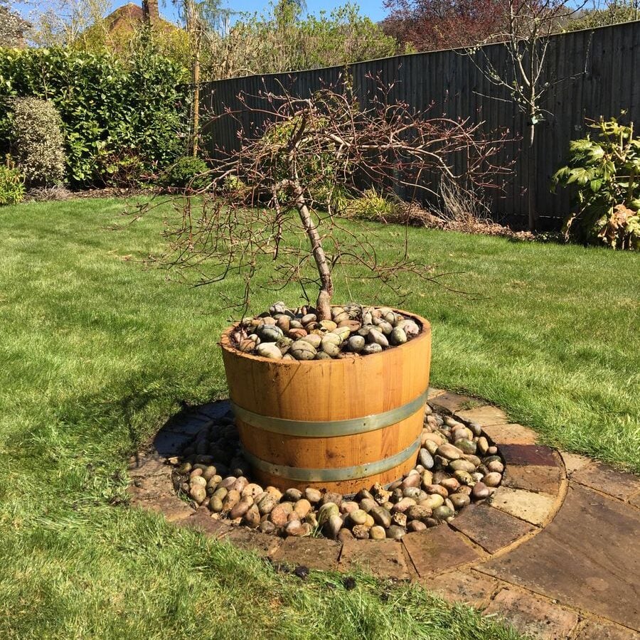 Chestnut Hardwood Half Barrel Planters