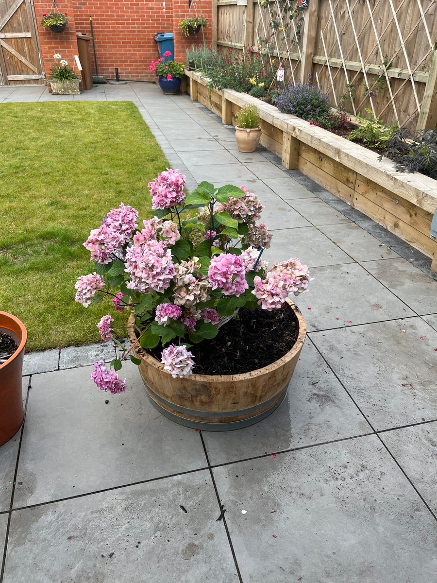 Oak Wine Barrel Planters