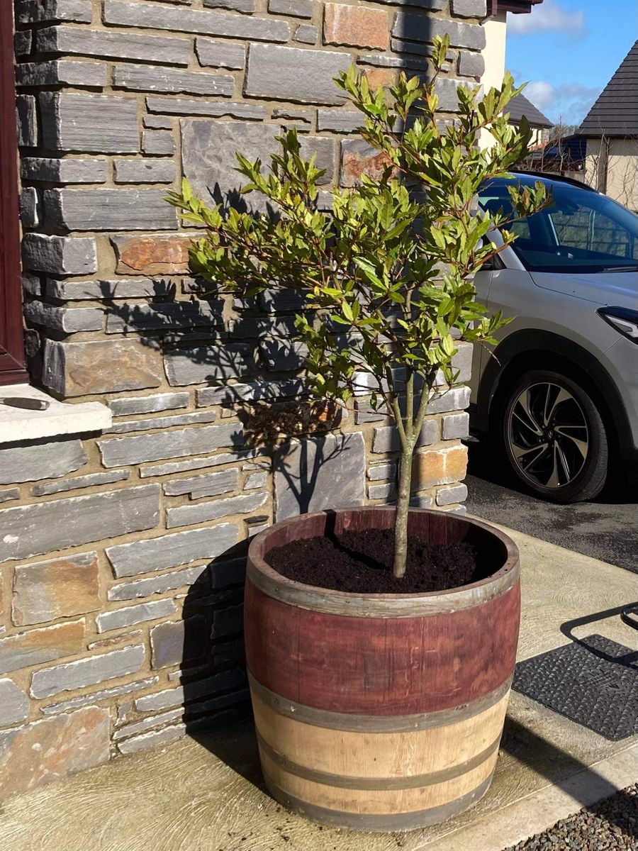 Oak Wine Barrel Planters