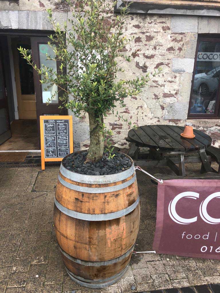 Oak Wine Barrel Planters