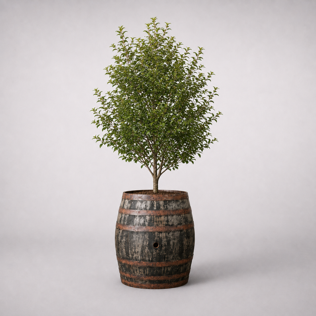 
                      
                        Genuine Scotch Oak Whisky Half Barrel Planters
                      
                    