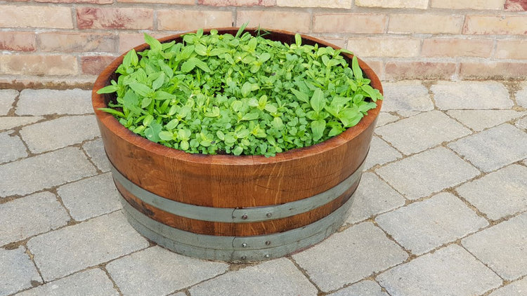Oak Wine Barrel Planters