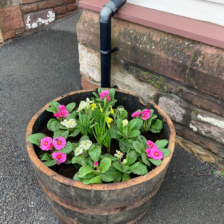 Oak Whisky Half Barrel Planters