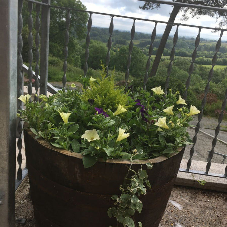 Oak Whisky Half Barrel Planters