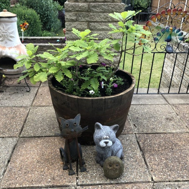 Oak Whisky Half Barrel Planters