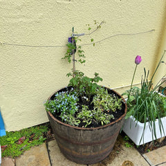 Oak Whisky Half Barrel Planters