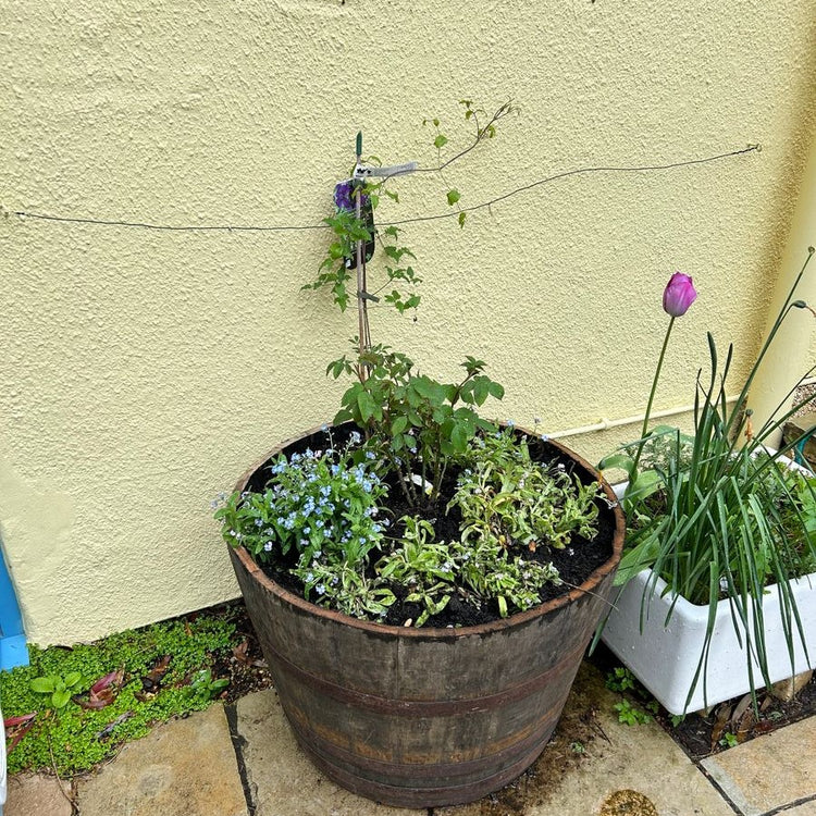 Oak Whisky Half Barrel Planters