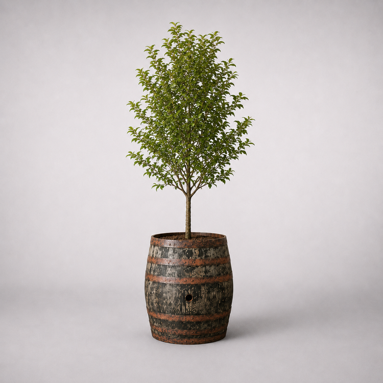Genuine Scotch Oak Whisky Half Barrel Planters