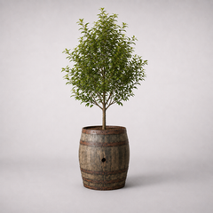 Genuine Scotch Oak Whisky Half Barrel Planters