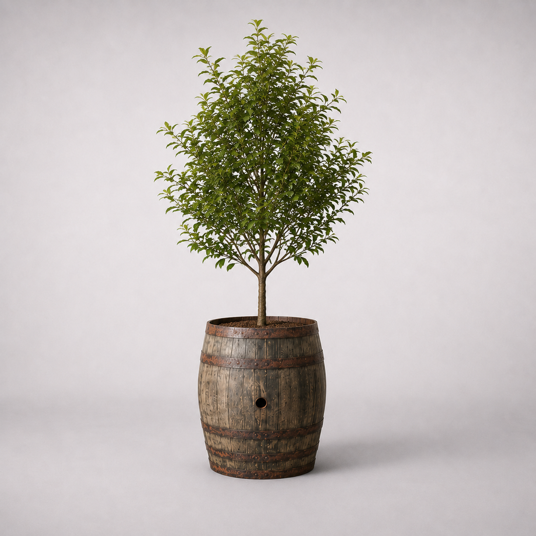 
                      
                        Genuine Scotch Oak Whisky Half Barrel Planters
                      
                    