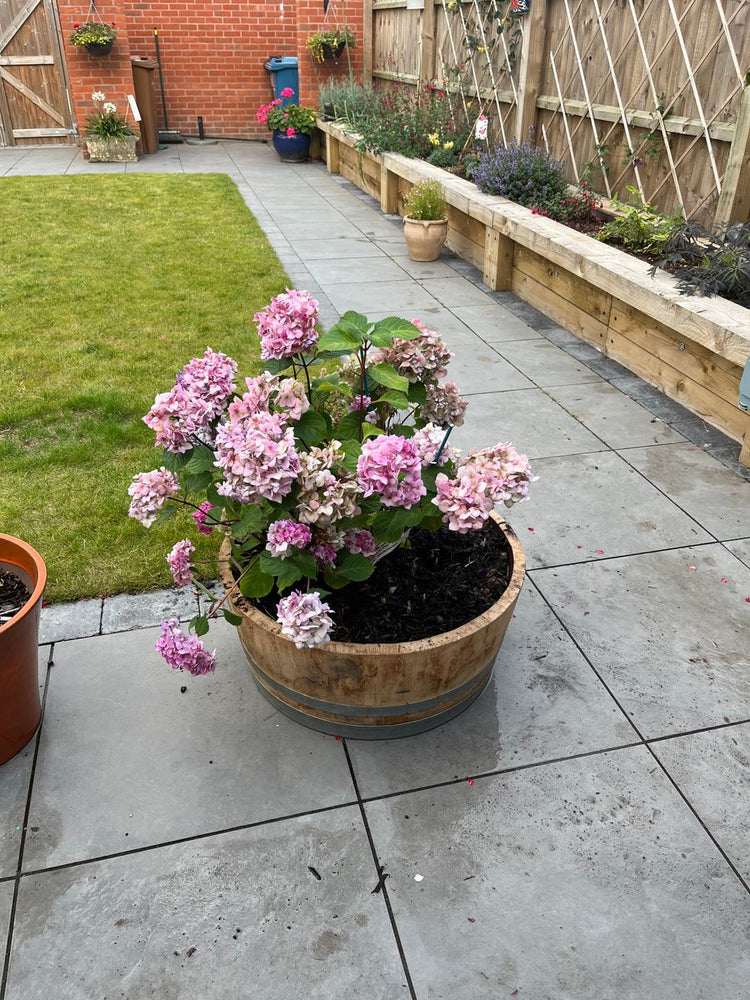 Oak Wine Barrel Planters