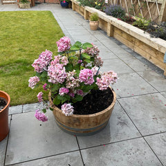 Oak Wine Barrel Planters