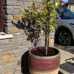 Oak Wine Barrel Planters