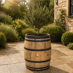 Genuine French Oak Wine Barrel Planters