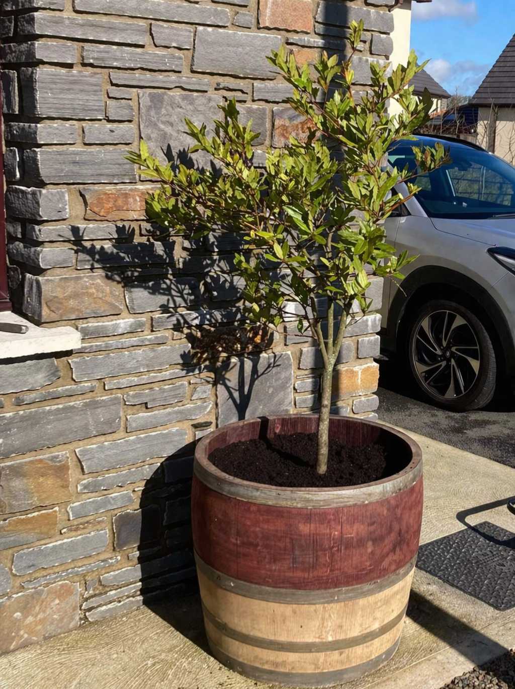 
                      
                        Genuine French Oak Wine Barrel Planters
                      
                    