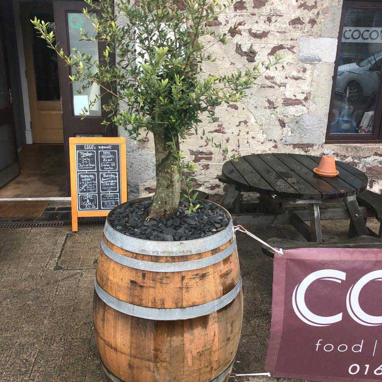 Oak Wine Barrel Planters